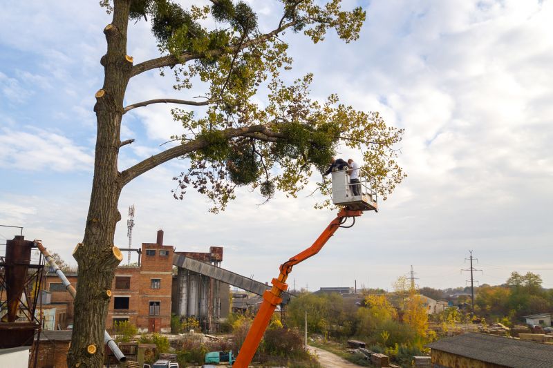 Commercial Tree Service in Reno, NV