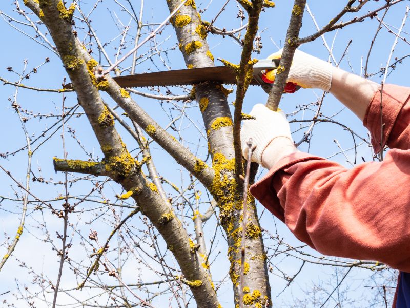 Dead Branch Removal in Pottstown, PA