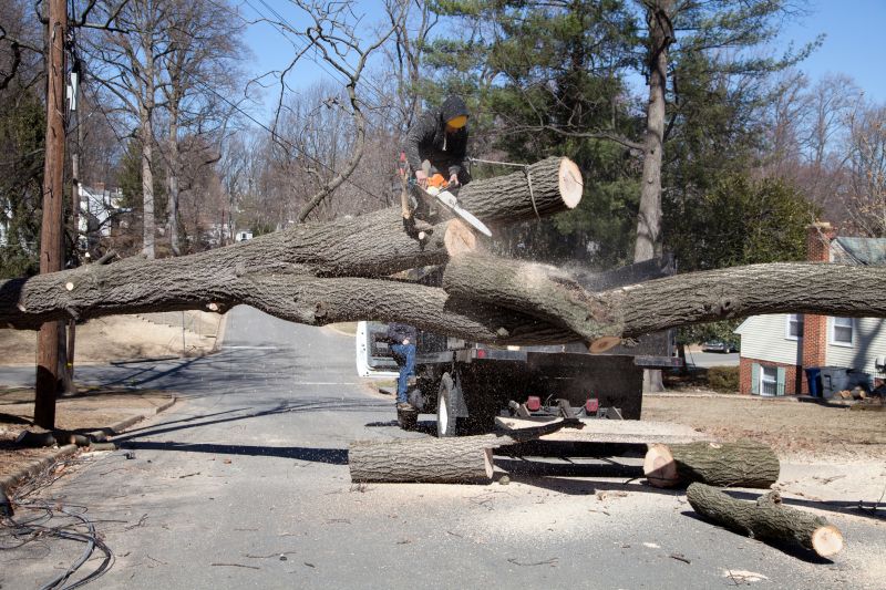 Dead Tree Removal in San Jose, CA