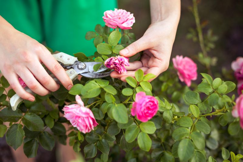 Knockout Roses Pruning in Rockwall, TX