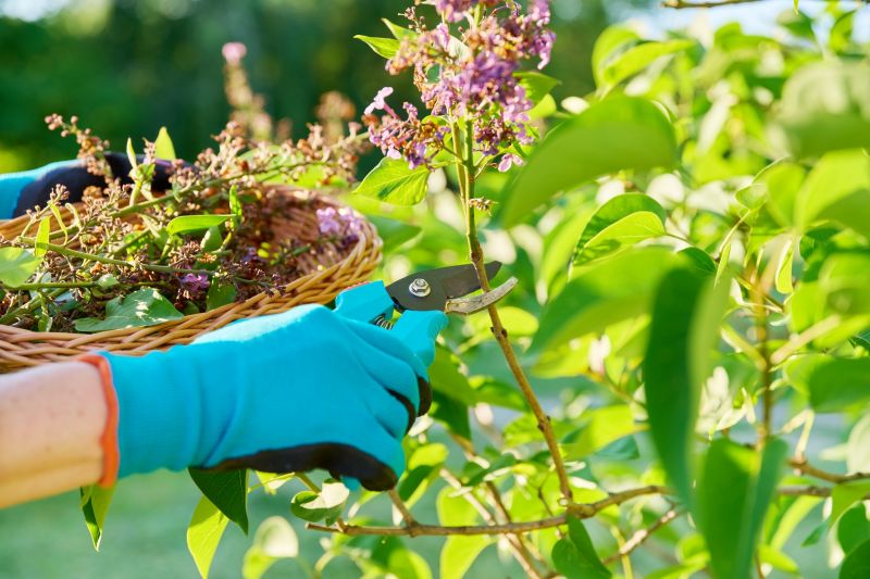 Landscape Pruning Service in Ventura County, CA