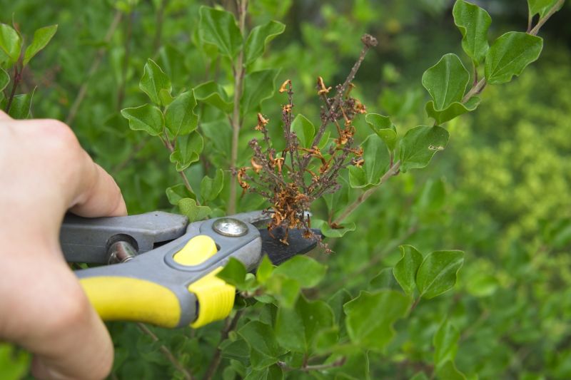 Magnolia Tree Pruning in San Jose, CA