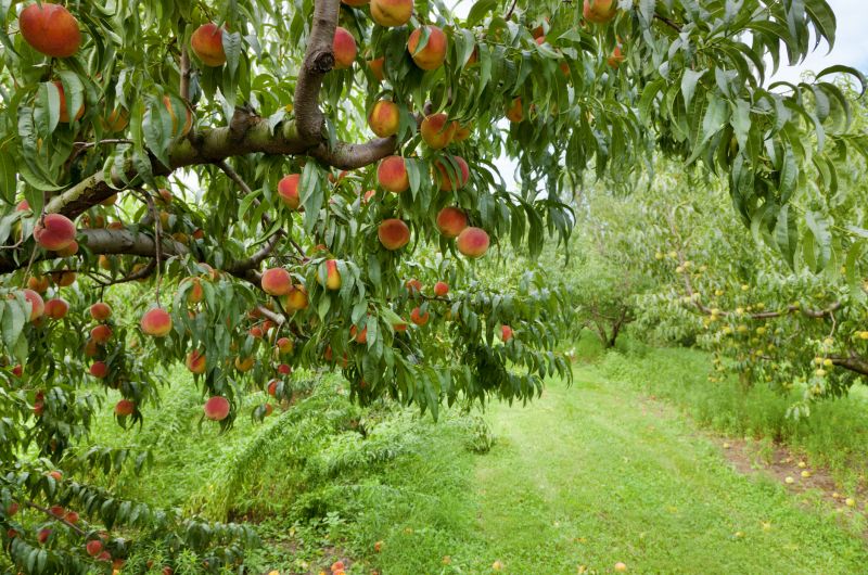 Peach Tree Pruning in Pottstown, PA
