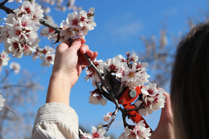Peach Tree Pruning in Doylestown, PA
