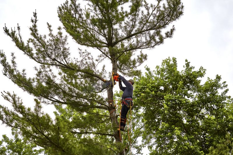Pine Tree Trimming in San Jose, CA