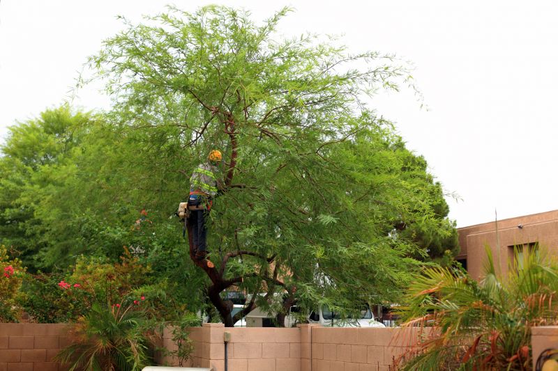 Residential Tree Service in Doylestown, PA