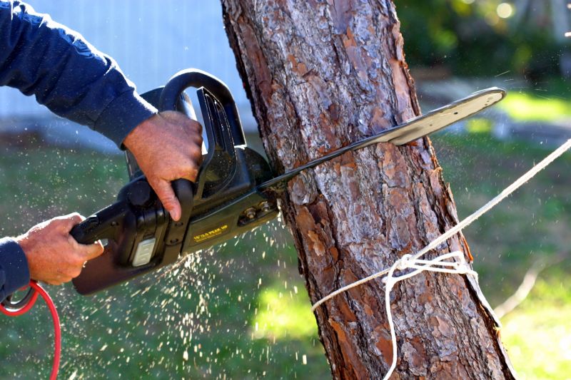 Willow Tree Removal in Allentown, PA
