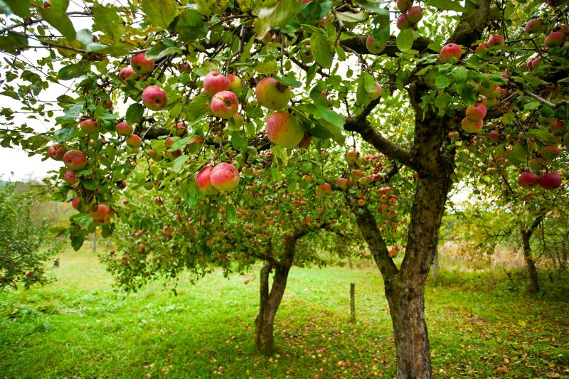 Apple Tree Pruning in San Jose, CA