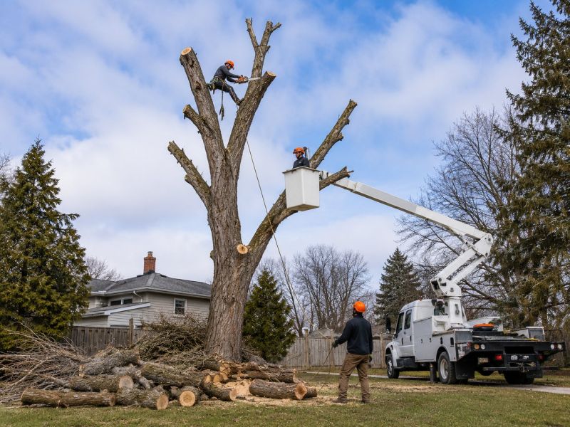 Apple Tree Removal in San Jose, CA