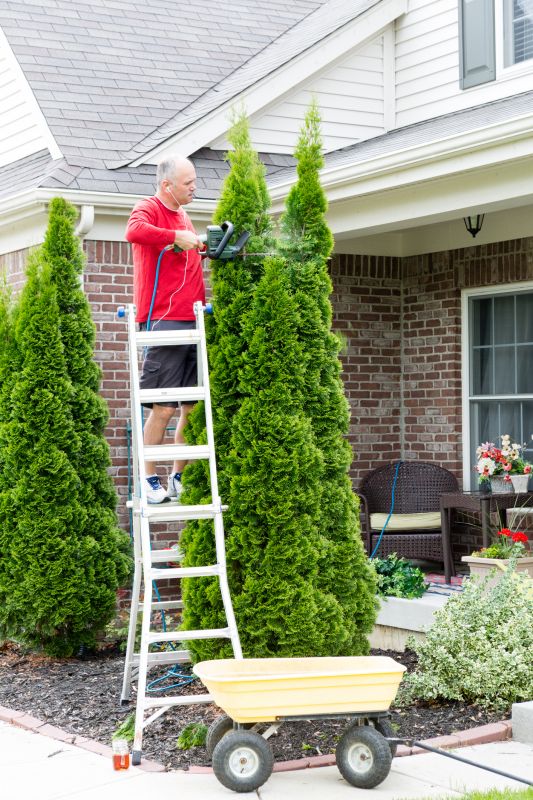 Arborvitae Pruning in Rockwall, TX