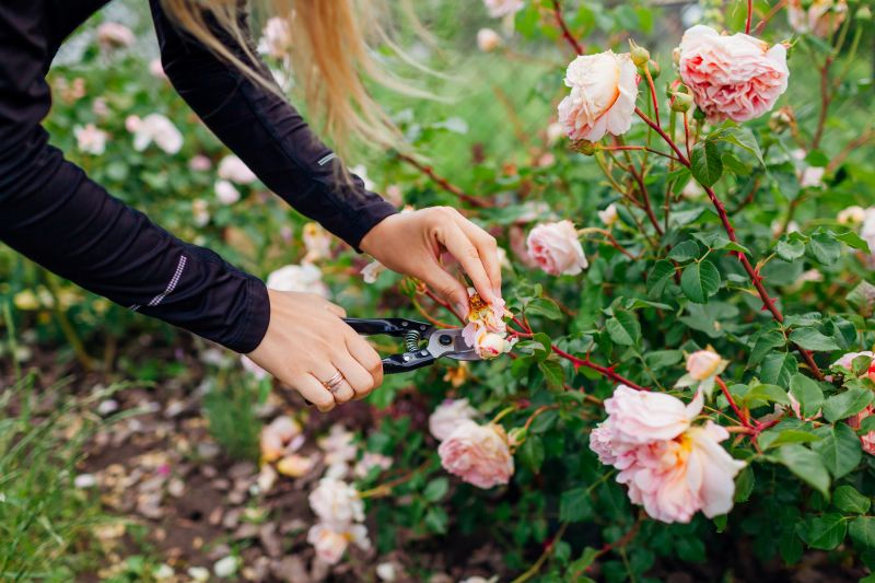 Azalea Pruning in Honolulu, HI