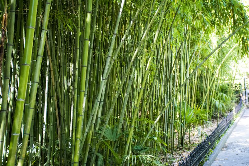 Bamboo Trimming in Rockwall, TX