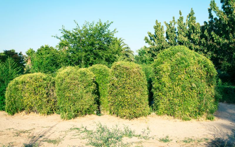 Bamboo Trimming in Ventura County, CA