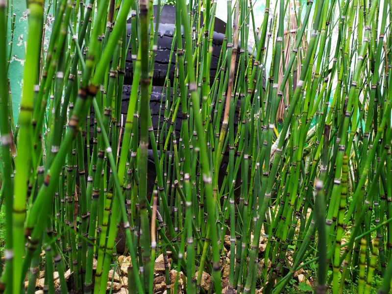 Bamboo Trimming in Honolulu, HI