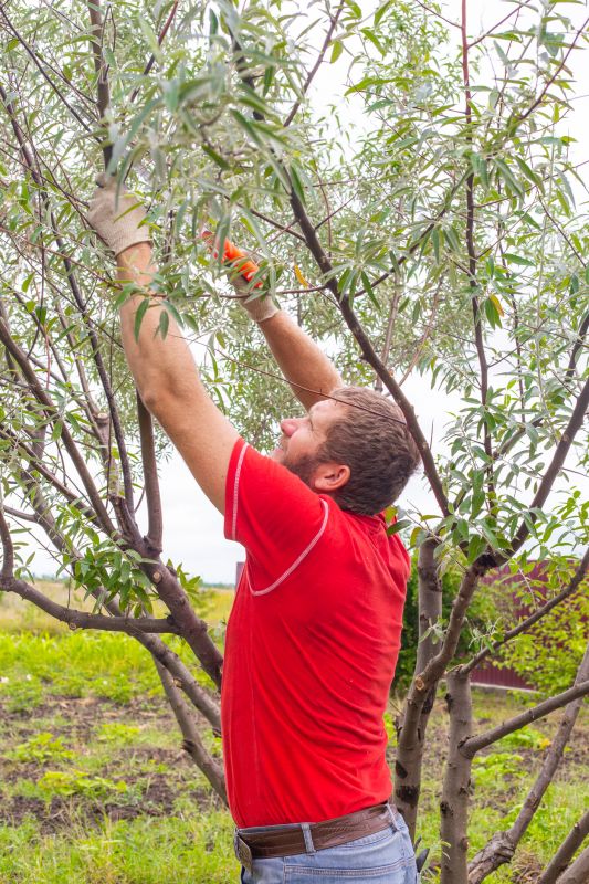 Birch Tree Pruning in Reno, NV