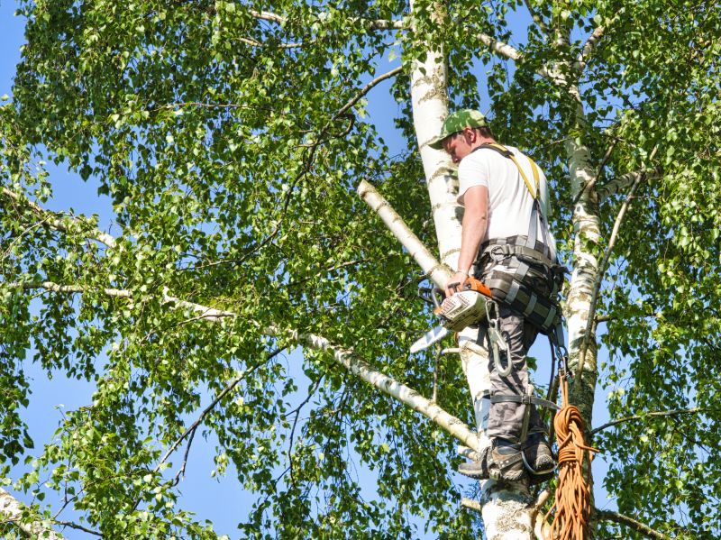 Birch Tree Removal in Doylestown, PA