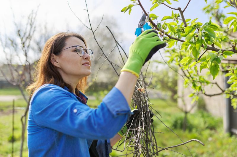 Bradford Pear Tree Pruning in Allentown, PA