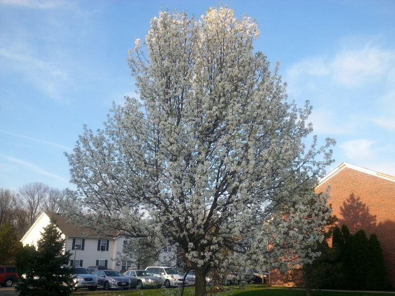Bradford Pear Tree Pruning in Pottstown, PA