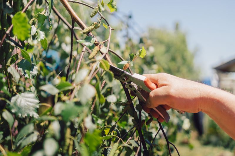Branches Pruning in Reno, NV