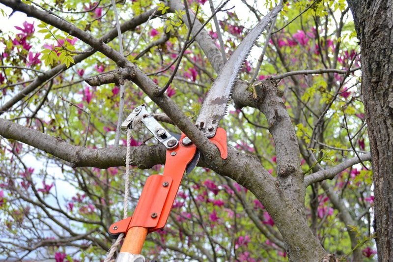 Branches Pruning in San Jose, CA