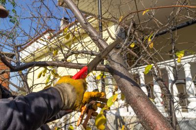 Branches Pruning in Allentown, PA