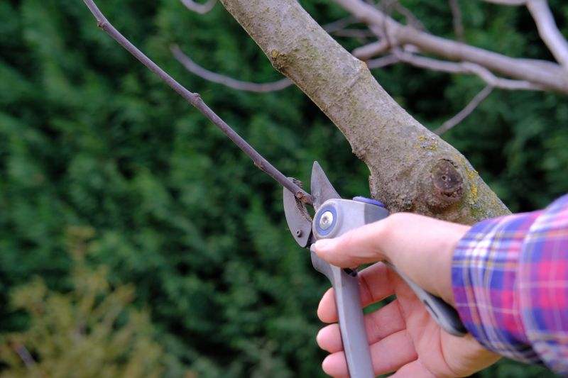 Branches Pruning in Allentown, PA