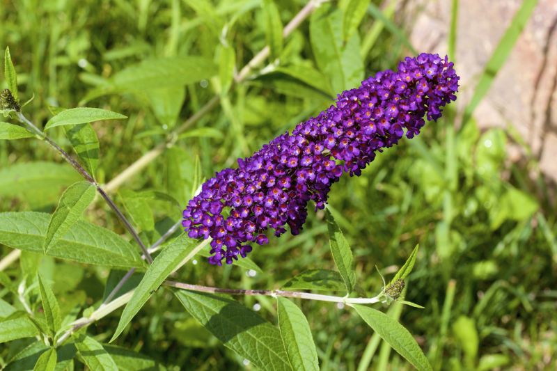 Butterfly Bush Pruning in Aiken, SC