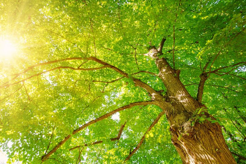 Canopy Pruning in San Jose, CA