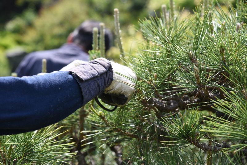 Cedar Tree Pruning in Doylestown, PA