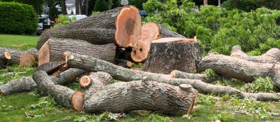 Commercial Tree Removal in Doylestown, PA