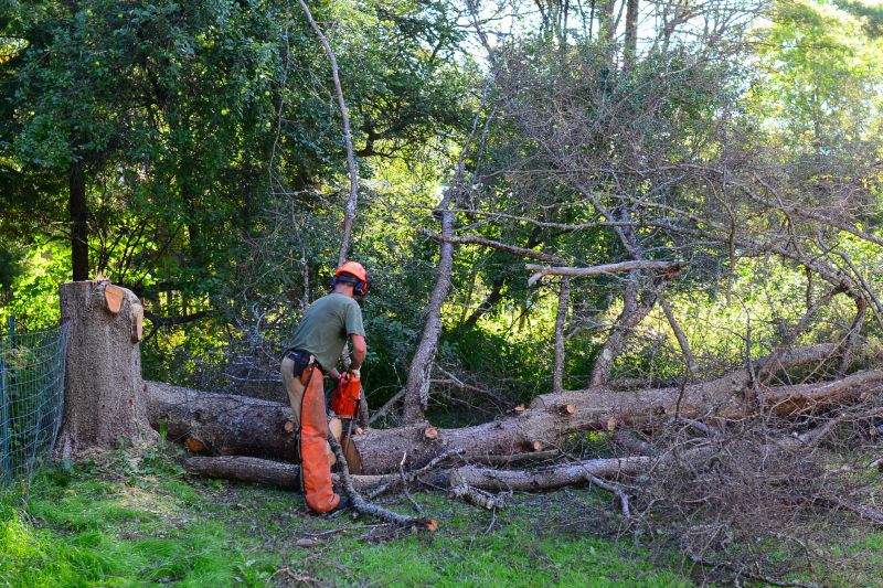Commercial Tree Service in Reno, NV