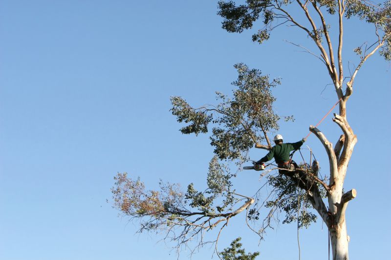 Commercial Tree Trimming in Pottstown, PA