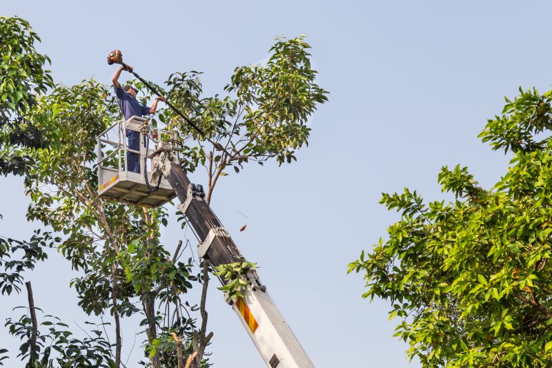 Commercial Tree Trimming in Pottstown, PA