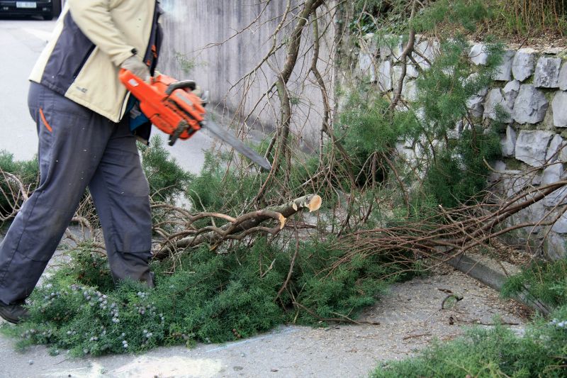 Cypress Tree Removal in Reno, NV