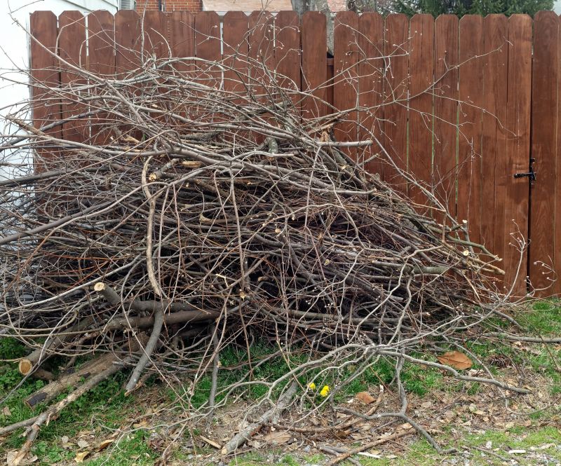 Dead Branch Removal in San Jose, CA