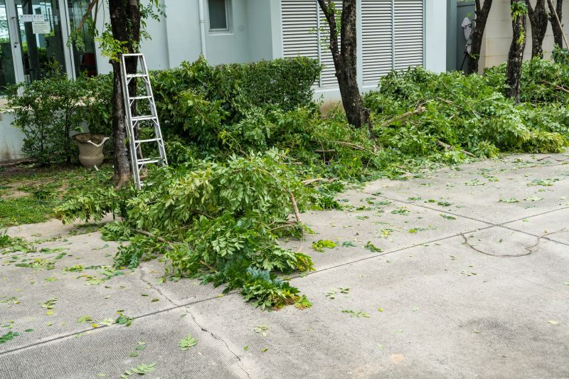 Dead Tree Removal in San Jose, CA