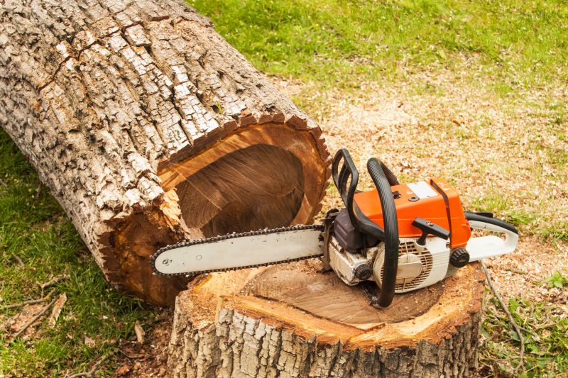 Deadwood Removal in San Jose, CA
