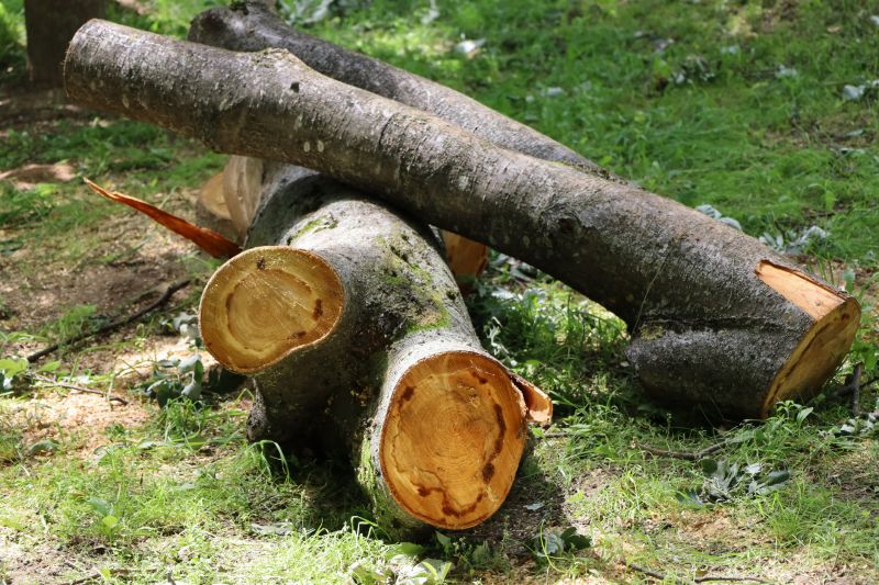 Deadwood Removal in Reno, NV