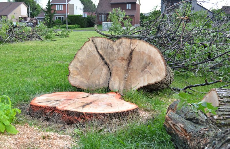 Dogwood Tree Removal in Doylestown, PA