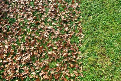 Seasonal Lawn Prep Image 6