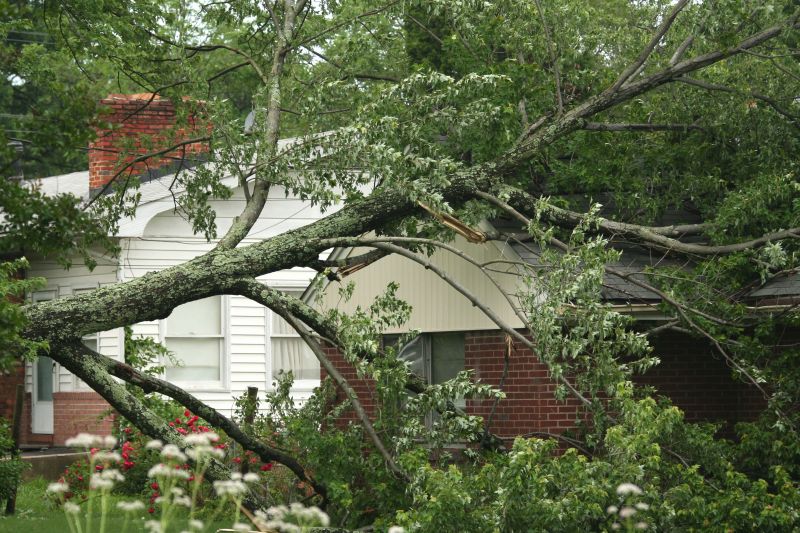 Fallen Tree Removal in Reno, NV