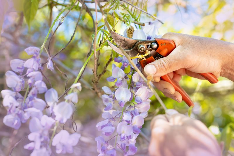 Forsythia Pruning in Ventura County, CA