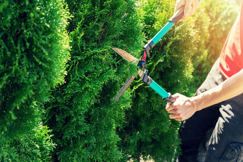 Hedge Removal Service in Ventura County, CA