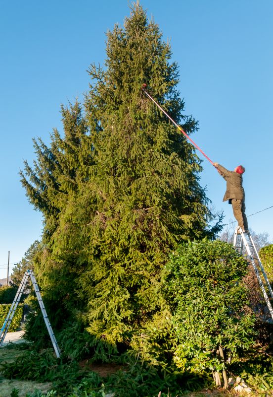 Hickory Tree Trimming in San Jose, CA