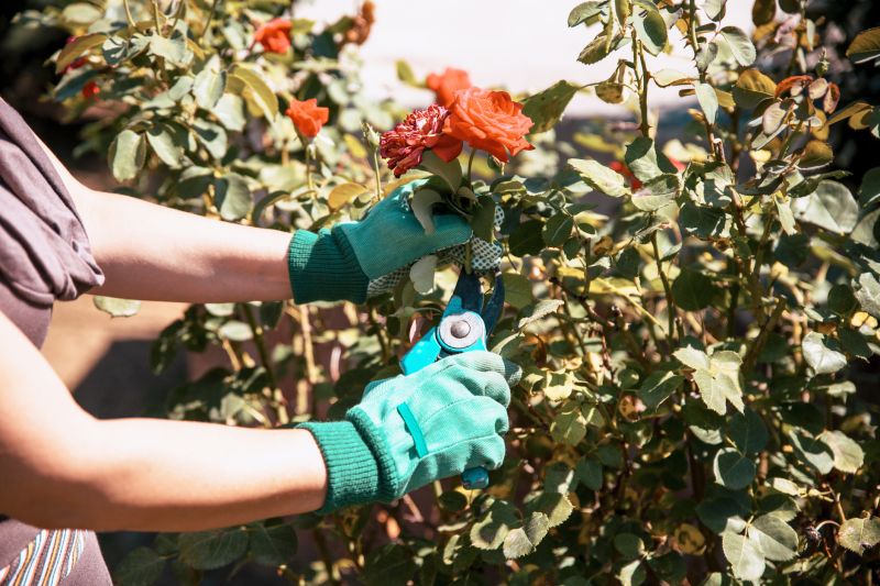 Hydrangea Pruning in Honolulu, HI