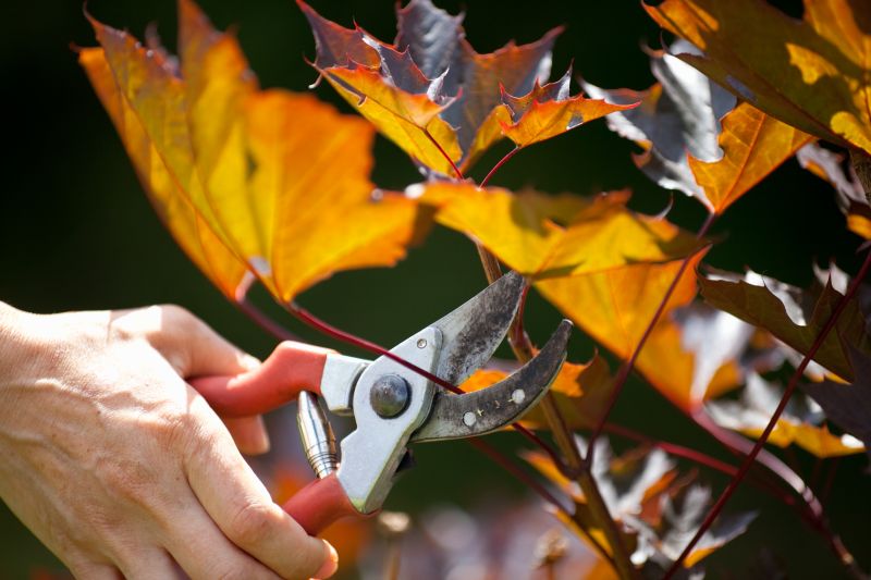 Japanese Maple Pruning in Allentown, PA