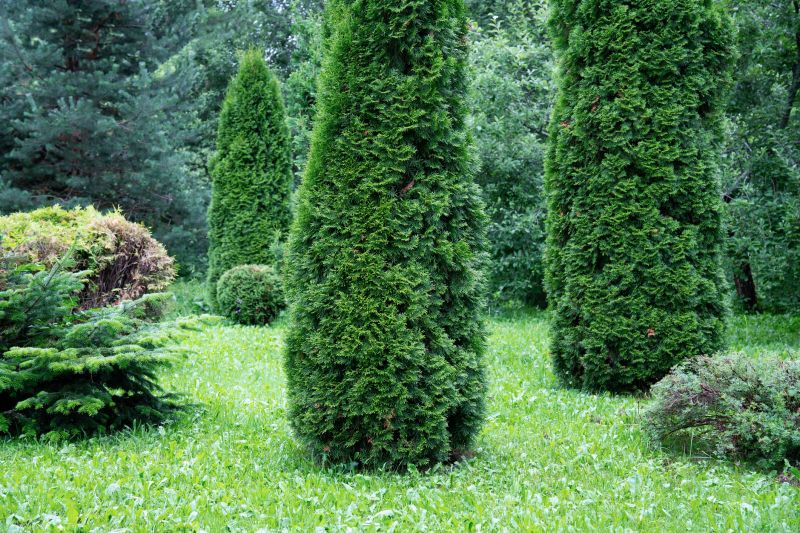 Juniper Pruning in Ventura County, CA