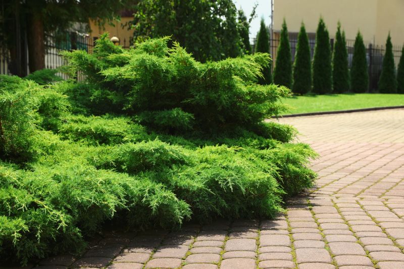 Juniper Pruning in Aiken, SC