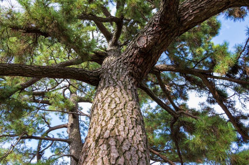 Juniper Pruning in Aiken, SC