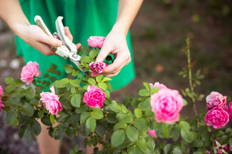 Knockout Roses Pruning in Rockwall, TX